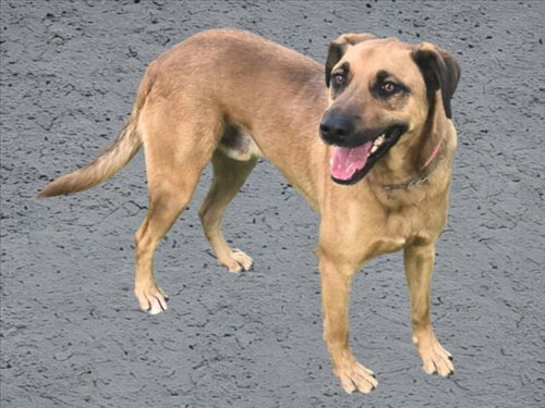 KOBE, an adoptable Belgian Shepherd Malinois in Van Nuys, CA