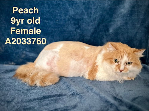 PEACH, Adult Domestic Long Hair (medium coat), cat for adoption in La Puente, California