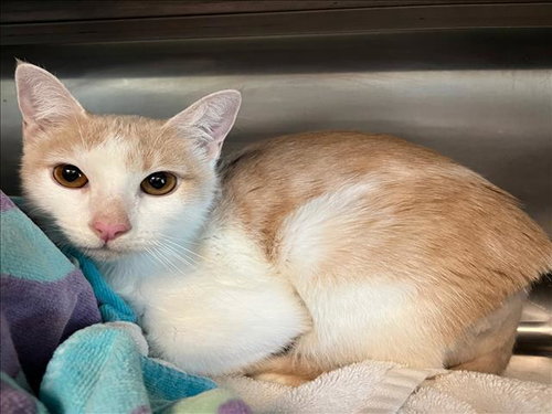FRUITCAKE, Young Domestic Short Hair (medium coat), cat for adoption in La Puente, California