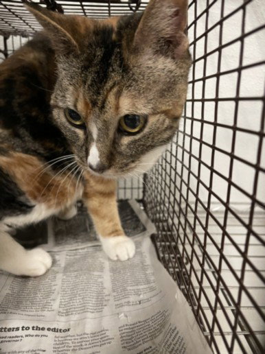 SADIE, Senior Domestic Short Hair (medium coat), cat for adoption in La Puente, California