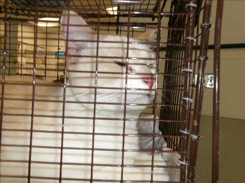 CASPER, Adult Domestic Short Hair (medium coat), cat for adoption in La Puente, California