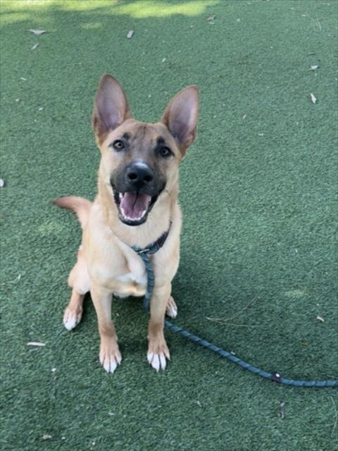 ZUMI, an adoptable Jindo in Van Nuys, CA