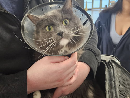 LOGAN, Adult Domestic Short Hair (medium coat), cat for adoption in San Buenaventura (Ventura), California