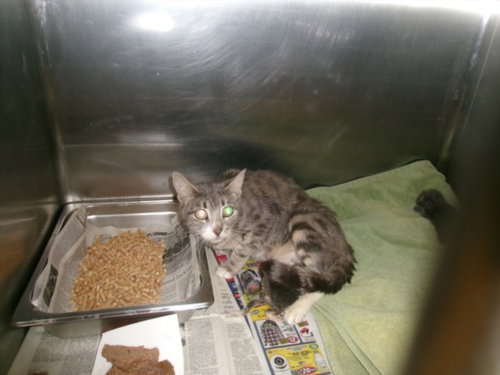 SUSHI, Adult Domestic Short Hair (medium coat), cat for adoption in San Buenaventura (Ventura), California