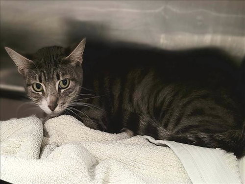 SUSHI, an adoptable Domestic Short Hair in Van Nuys, CA