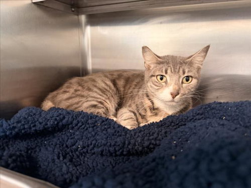 SUSHI, Adult Domestic Short Hair (medium coat), cat for adoption in Baldwin Park, California