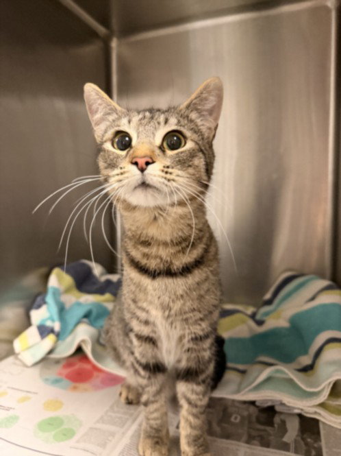 HANAH, Adult Domestic Short Hair (medium coat), cat for adoption in San Buenaventura (Ventura), California