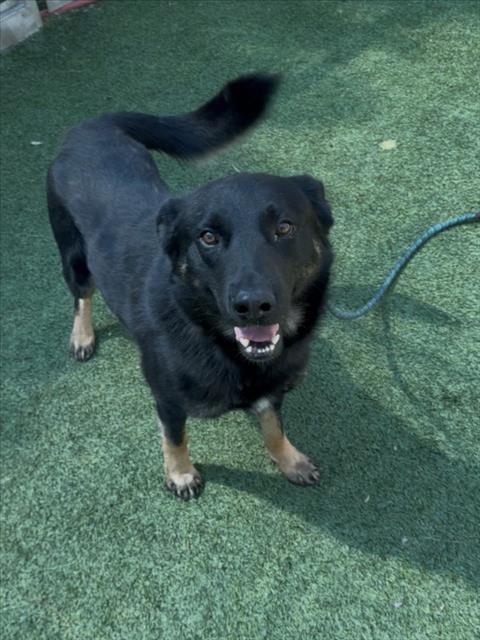 BERRY, an adoptable Australian Kelpie in Van Nuys, CA