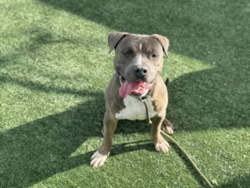 GRAY, an adoptable Staffordshire Bull Terrier in Van Nuys, CA