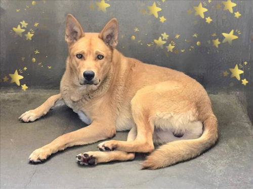 SUMMER, an adoptable German Shepherd Dog in Van Nuys, CA