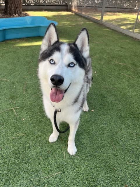 DEVON, an adoptable Husky in Van Nuys, CA
