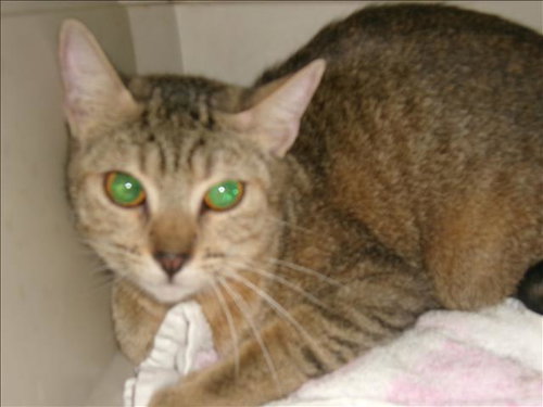 LILLY, an adoptable Abyssinian in Van Nuys, CA