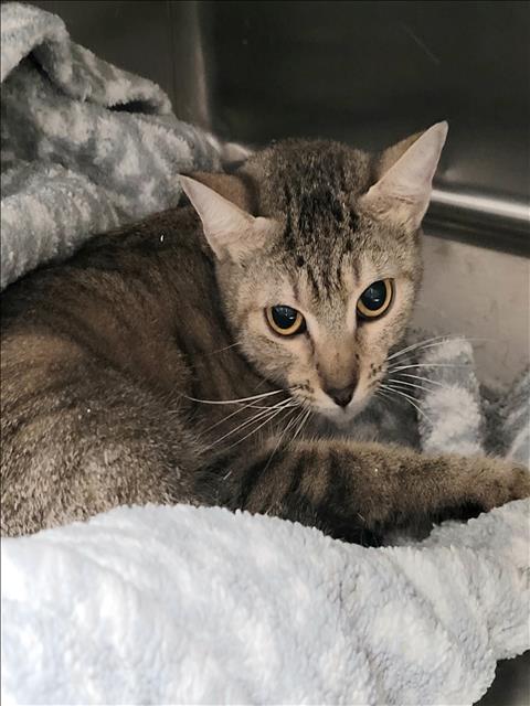 LILLY, Adult Abyssinian (medium coat), cat for adoption in San Buenaventura (Ventura), California