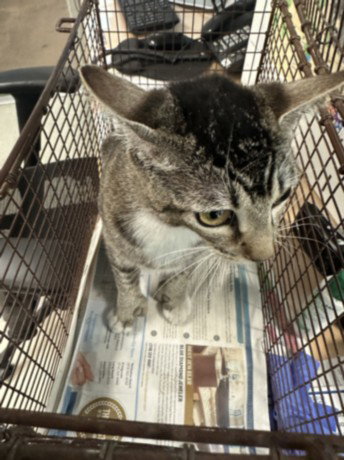 LADY CAT, Young Domestic Short Hair (medium coat), cat for adoption in San Buenaventura (Ventura), California