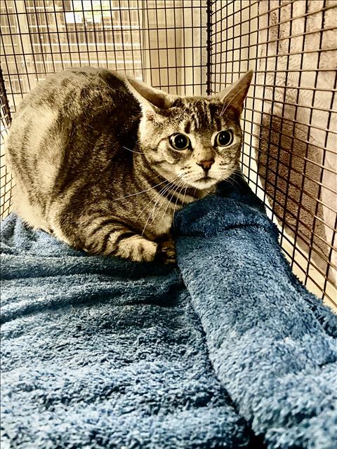 TOTORO, Adult Domestic Short Hair (medium coat), cat for adoption in San Buenaventura (Ventura), California