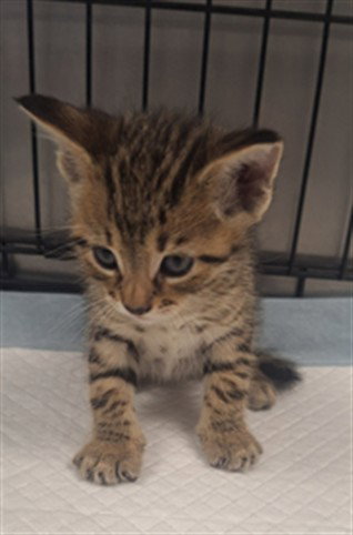 A2269090, Baby Domestic Short Hair (medium coat), cat for adoption in San Buenaventura (Ventura), California