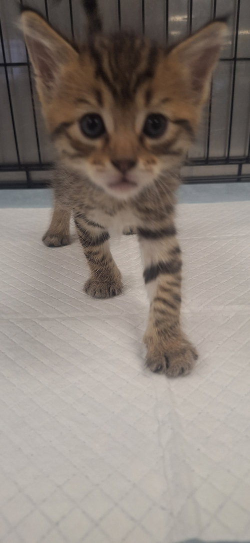 A2269091, Baby Domestic Short Hair (medium coat), cat for adoption in San Buenaventura (Ventura), California