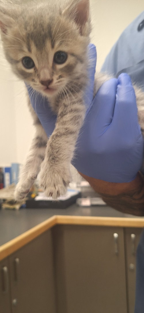 A2269092, Baby Domestic Short Hair (medium coat), cat for adoption in San Buenaventura (Ventura), California