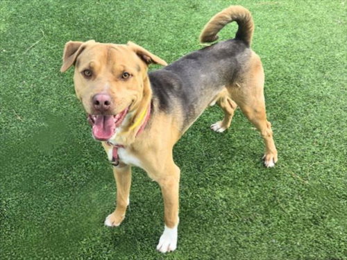 MELLOW, an adoptable Labrador Retriever in Van Nuys, CA