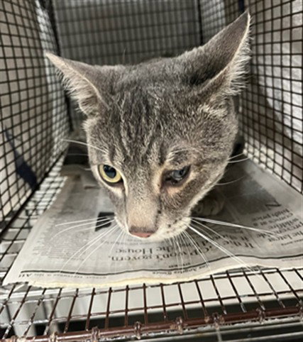 BIGGIE, Adult Domestic Short Hair (medium coat), cat for adoption in San Buenaventura (Ventura), California