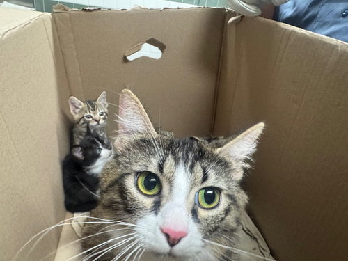 MAKITA, Adult Domestic Medium Hair (medium coat), cat for adoption in San Buenaventura (Ventura), California