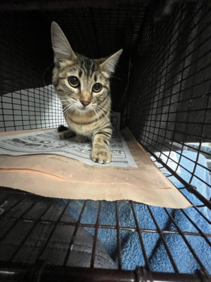 RITA, Young Domestic Short Hair (medium coat), cat for adoption in San Buenaventura (Ventura), California
