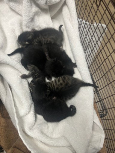 A2268581, Baby Domestic Short Hair (medium coat), cat for adoption in San Buenaventura (Ventura), California