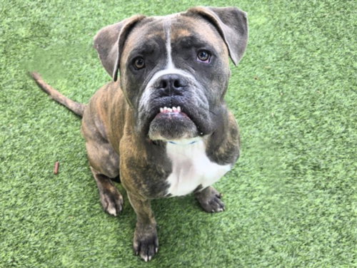 ACE, an adoptable American Bulldog in Van Nuys, CA