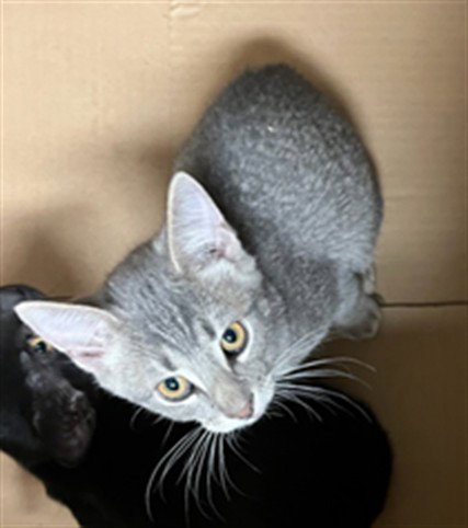 A2269378, Baby Abyssinian / Mixed (medium coat), cat for adoption in San Buenaventura (Ventura), California
