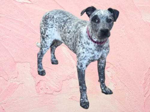 ALMA, an adoptable Australian Cattle Dog in Van Nuys, CA