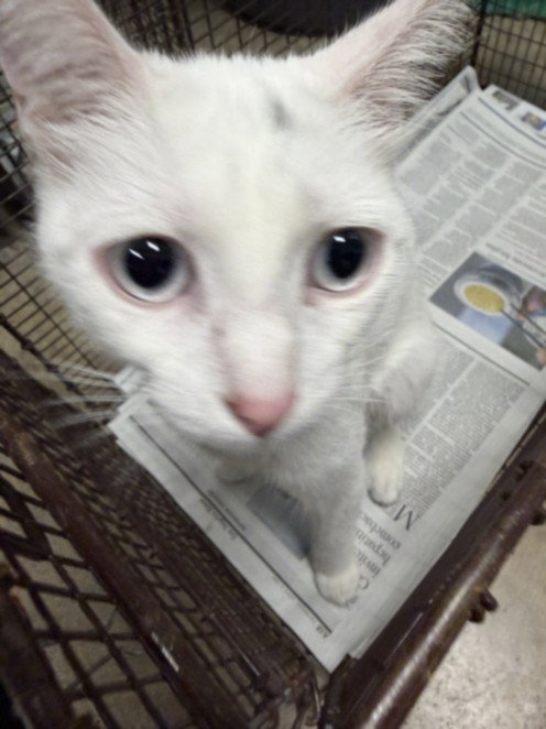A2269487, Adult Domestic Short Hair (medium coat), cat for adoption in San Buenaventura (Ventura), California