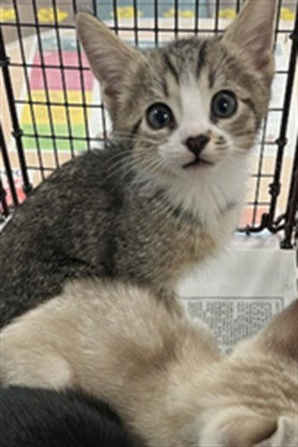 A2269591, Adult Domestic Medium Hair (medium coat), cat for adoption in San Buenaventura (Ventura), California