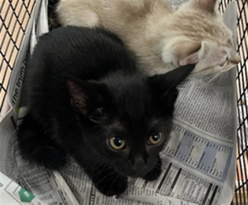 A2269593, Adult Domestic Medium Hair (medium coat), cat for adoption in San Buenaventura (Ventura), California