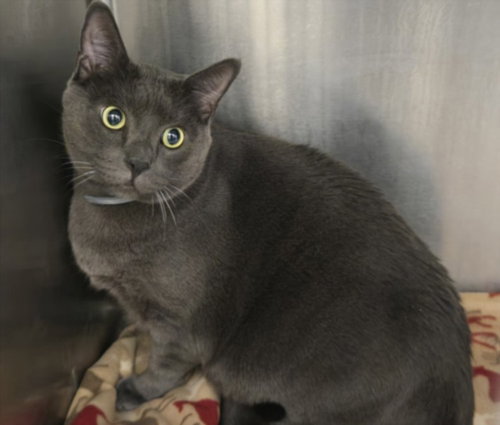 ROMEO, Adult Domestic Short Hair (medium coat), cat for adoption in San Buenaventura (Ventura), California