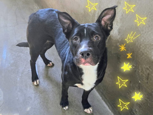GEMMA, an adoptable German Shepherd Dog in Van Nuys, CA