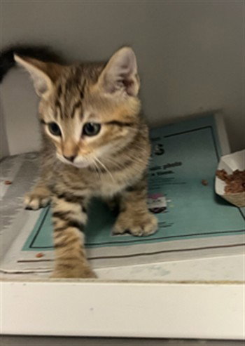 DONNIE, Baby Domestic Short Hair (medium coat), cat for adoption in San Buenaventura (Ventura), California