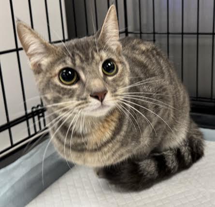 GINA, Young Domestic Short Hair (medium coat), cat for adoption in San Buenaventura (Ventura), California