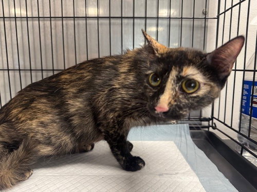 TIFFANY VALENTINE, Adult Domestic Short Hair (medium coat), cat for adoption in San Buenaventura (Ventura), California