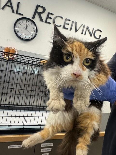 FIFI, Adult Domestic Medium Hair (medium coat), cat for adoption in San Buenaventura (Ventura), California