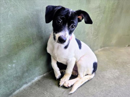 SMITTY, an adoptable Cairn Terrier in Van Nuys, CA