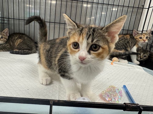 CANELA, Baby Domestic Short Hair (medium coat), cat for adoption in San Buenaventura (Ventura), California