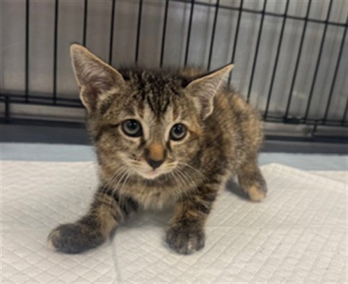 TORTA, Baby Domestic Short Hair (medium coat), cat for adoption in San Buenaventura (Ventura), California