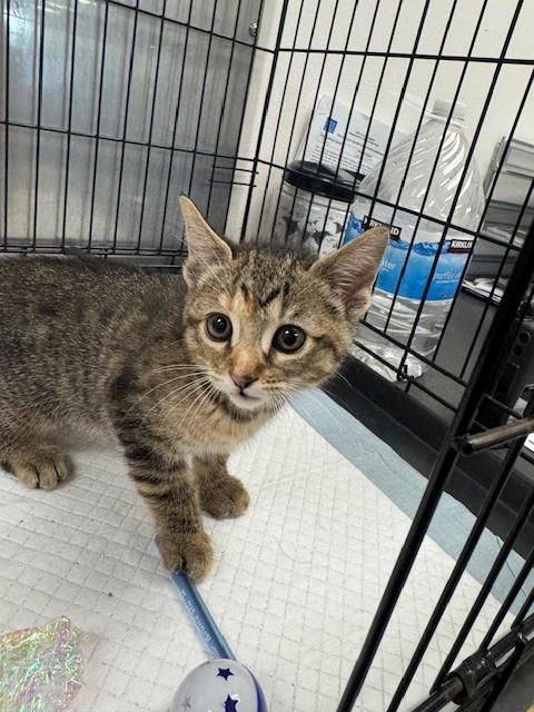 B HOP, Baby Domestic Short Hair (medium coat), cat for adoption in San Buenaventura (Ventura), California