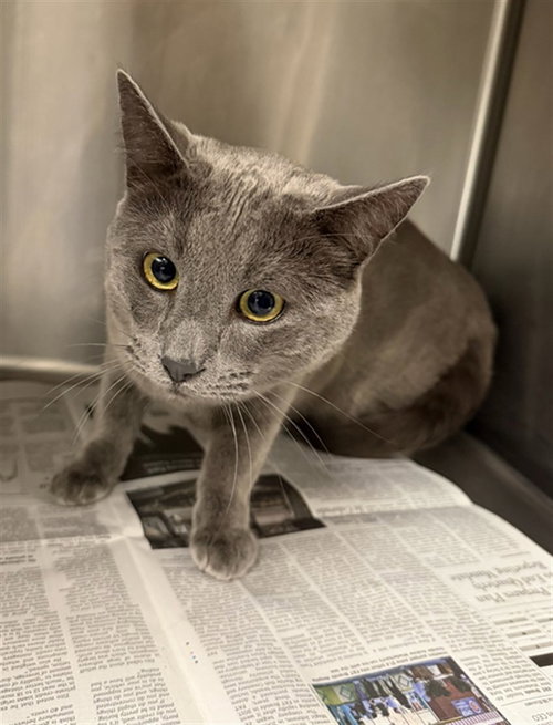 MEOW MEOW, Young Domestic Short Hair (medium coat), cat for adoption in San Buenaventura (Ventura), California