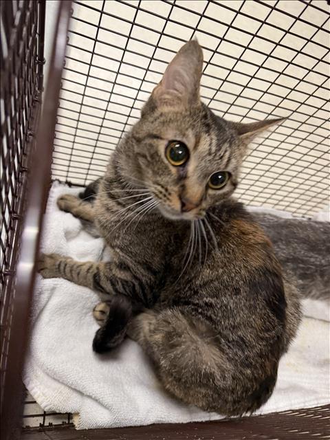 JOY, Adult Domestic Short Hair (medium coat), cat for adoption in Alhambra, California