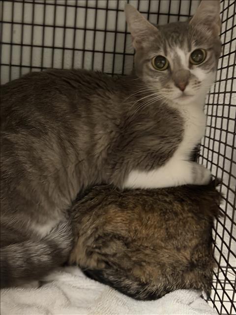 KAYA, Adult Domestic Short Hair (medium coat), cat for adoption in Alhambra, California