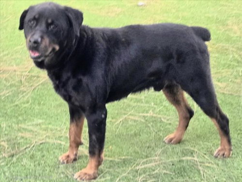 AZUL, an adoptable Rottweiler in Van Nuys, CA