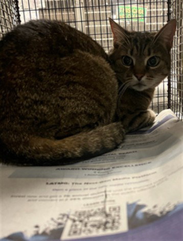 OREO, Senior Domestic Short Hair (medium coat), cat for adoption in Alhambra, California