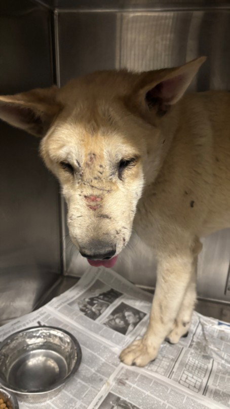 CEDAR, an adoptable Jindo in Van Nuys, CA