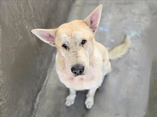CEDAR, an adoptable Jindo in Van Nuys, CA